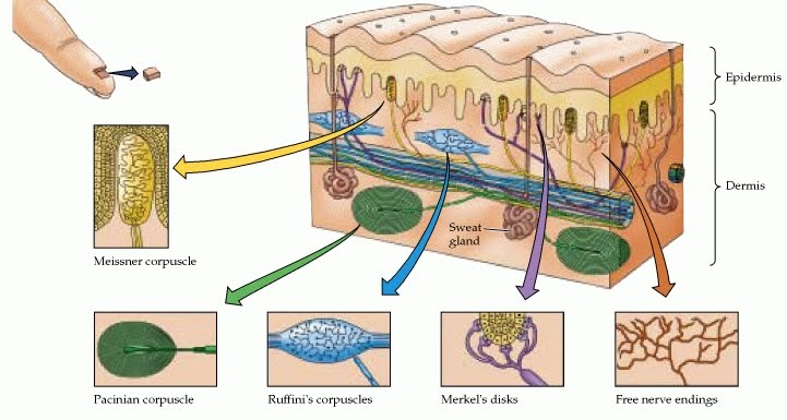 Mechanoreceptors