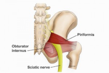 Sciatic Nerve