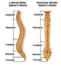 Spine